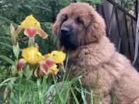 Продаются шикарные тибетские мастифы, фотография 2