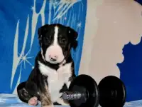 Щенки Бультерьера
