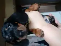 Продается Мини-Такса
