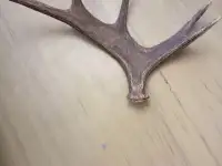Продам оленьи рога