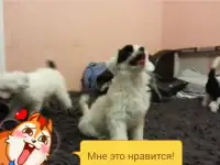 щеночки китайской голой собачки