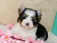 Мальчик Бивера