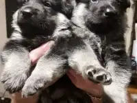 Щенки восточноевропейской овчарки