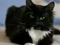 Пропал котик