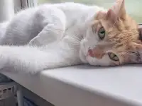 Ищет дом славный котик Сырник, фотография 3