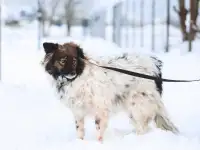 Фантастической красоты небольшая собачка, фотография 2