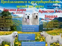 Щенки среднеазиатской овчарки