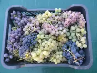 Саженцы винограда для Подмосковья., фотография 11