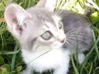 Ищу своего котенка, фотография 2