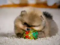 Щенки, фотография 2