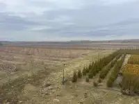 Продается ЛПХ земля засажена голубикой и туями, фотография 12