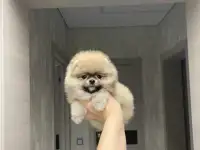 Уникальные белоснежные комочки счастья, фотография 8