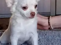 Щенок чихуахуа (мальчик)