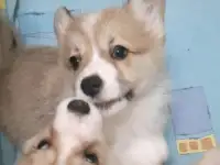 Щенки корги  девочка Донецк, фотография 3
