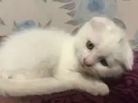 Шатландская вислаухая