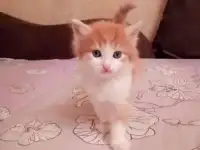 Отдам котят в добрые руки, фотография 2