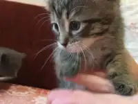 Котята даром, фотография 5