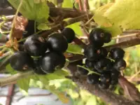 Продам ягоду-чёрную смородину, фотография 2