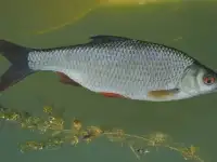 Живец для рыбалки