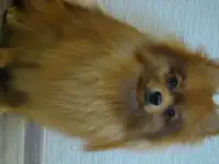 Немецкий малый шпиц для вязки