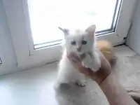 отдам в добрые руки