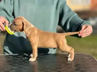 Красивая сука Амстаффа 3 месяца ркф