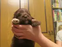 Щенки английской спаниели