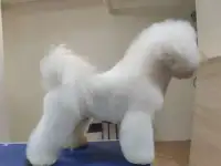 Бишон Фризе, вязка, кобели., фотография 5