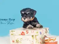 Самые маленькие служебные собаки, фотография 6