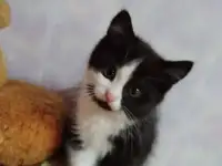 Отдам в добрые руки кошечку