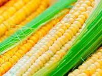 Семена кукурузы Ладожский 292 АМВ - Agroteh
