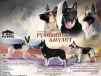 Породные щенки ВЕО, фотография 7