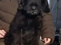Щенки ризеншнауцера