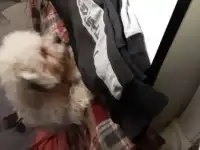 Щенок белый, фотография 2