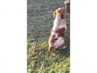 Продажа продаю один из охотничьих