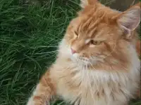 крупный,рыжий Кун!, фотография 2