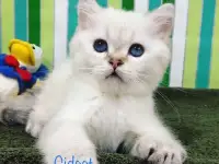 котенок  Кошечка GIDGET, фотография 2