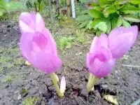 Многолетники, фотография 12