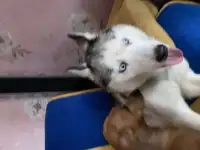Хаски девочка. Потеряшка. Отдам в добрые руки. Бесплатно.