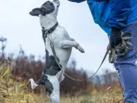 Французского бульдога метиса отдам, фотография 3