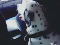 Зоотакси Круглосуточно