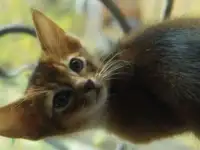 Абиссинские котята, фотография 4