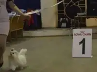 Вязка, фотография 2