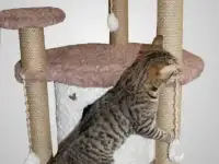 Продам  домик для кошки