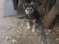 Отдам собаку
