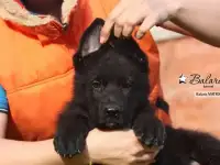 Щенки немецкой овчарки, фотография 2