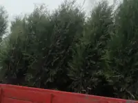 Туя западная Смарагд фото реальные.