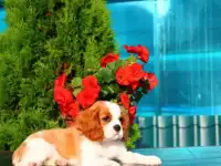 Щенок Кавалер Кинг Чарльз Спаниеля., фотография 7