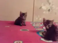 Котята в добрые руки, фотография 2