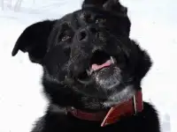 Умница и красавица Багира ищет дом!